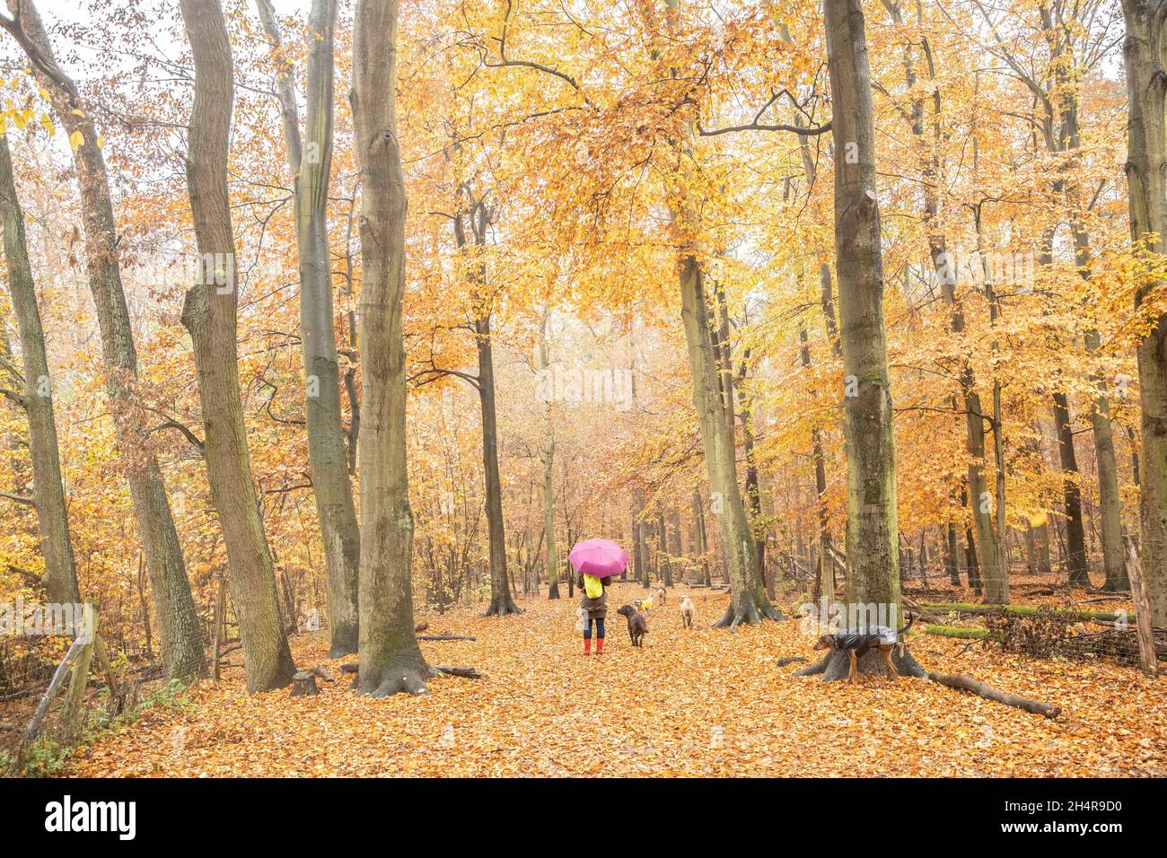 Berlin, Deutschland. 04th Nov, 2021. A woman with an umbrella walks
