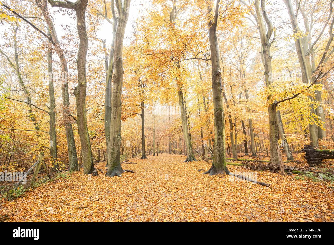 Berlin, Deutschland. 04th Nov, 2021. Grunewald in autumn in Berlin