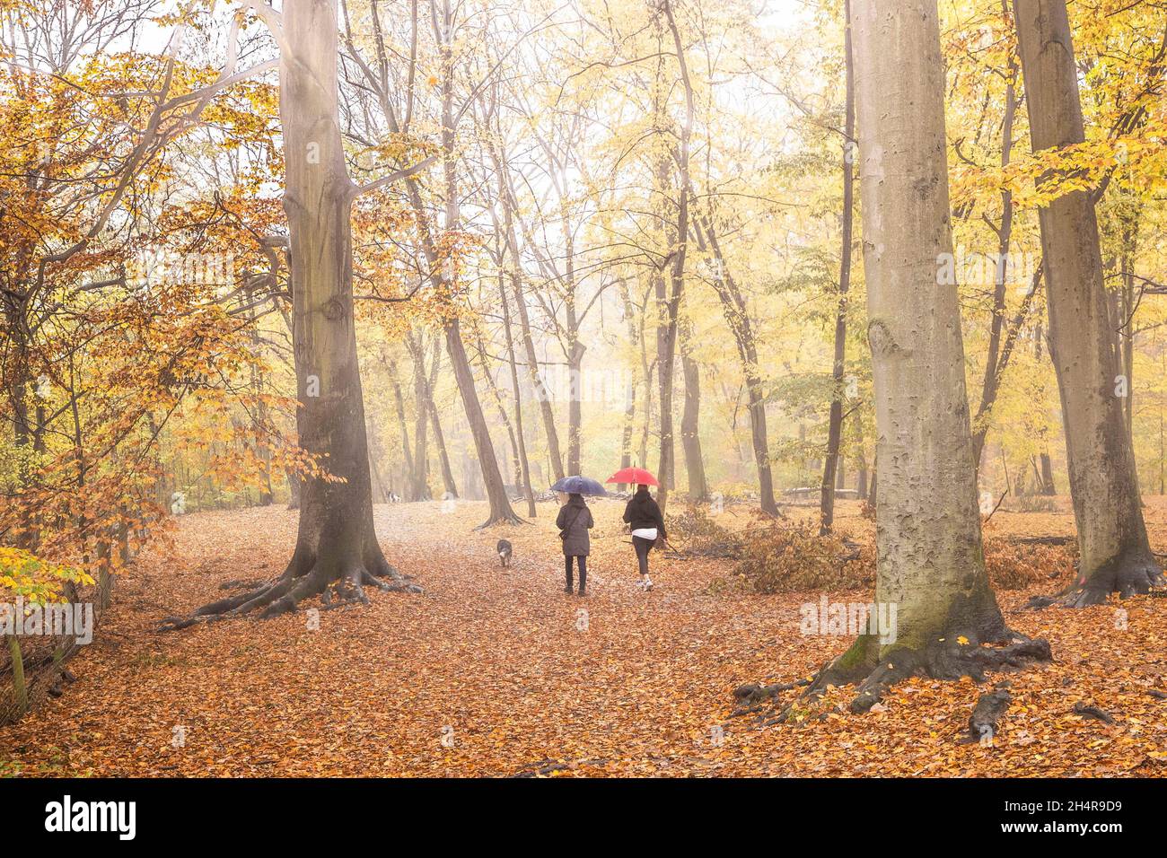 Berlin, Deutschland. 04th Nov, 2021. Two people with an umbrella walk