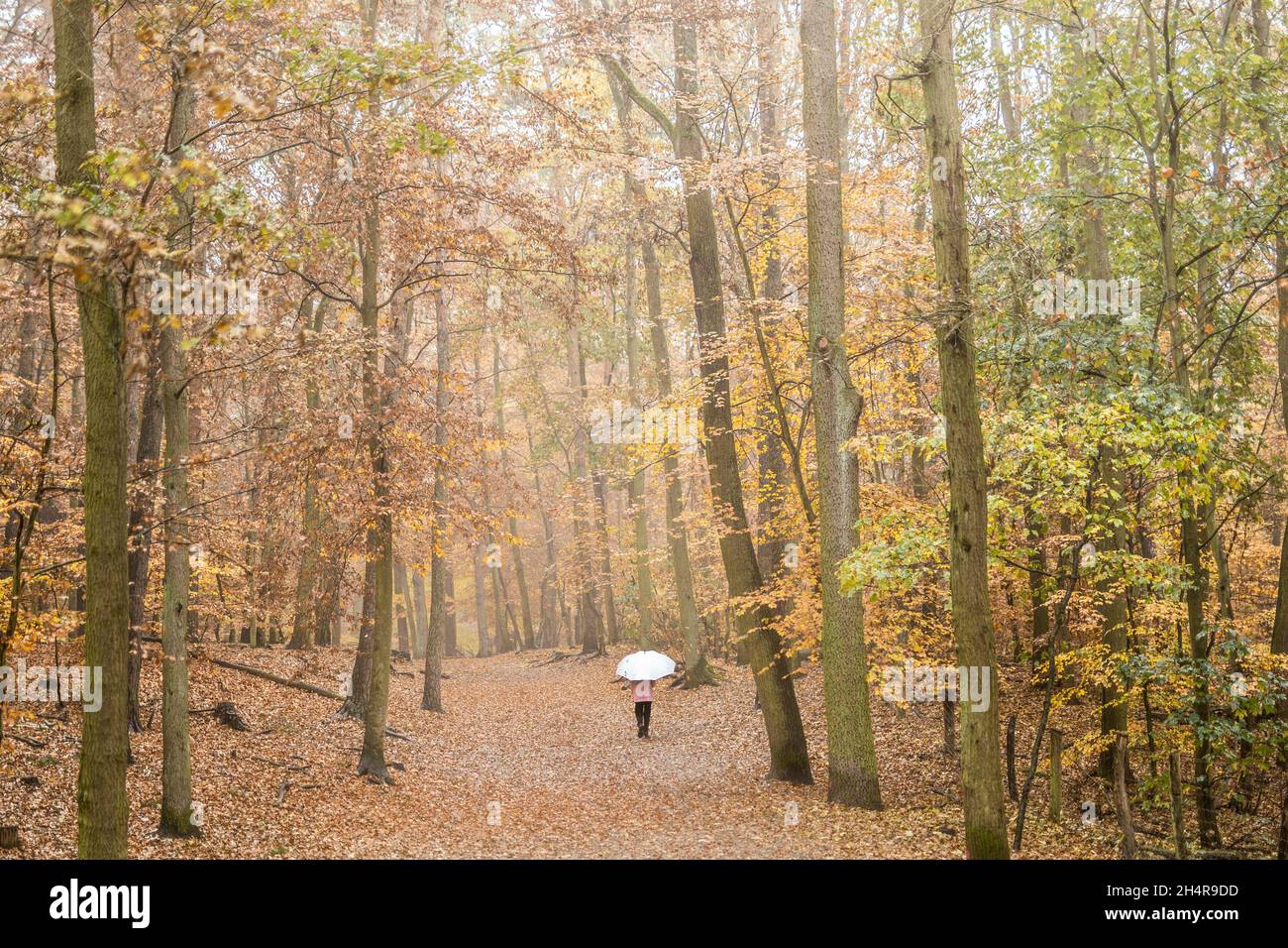 Berlin, Deutschland. 04th Nov, 2021. A woman with an umbrella walks