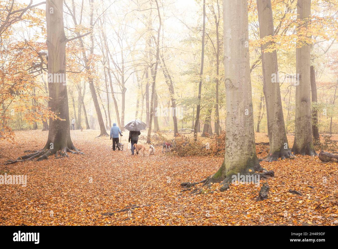 Berlin, Deutschland. 04th Nov, 2021. Two people with an umbrella walk