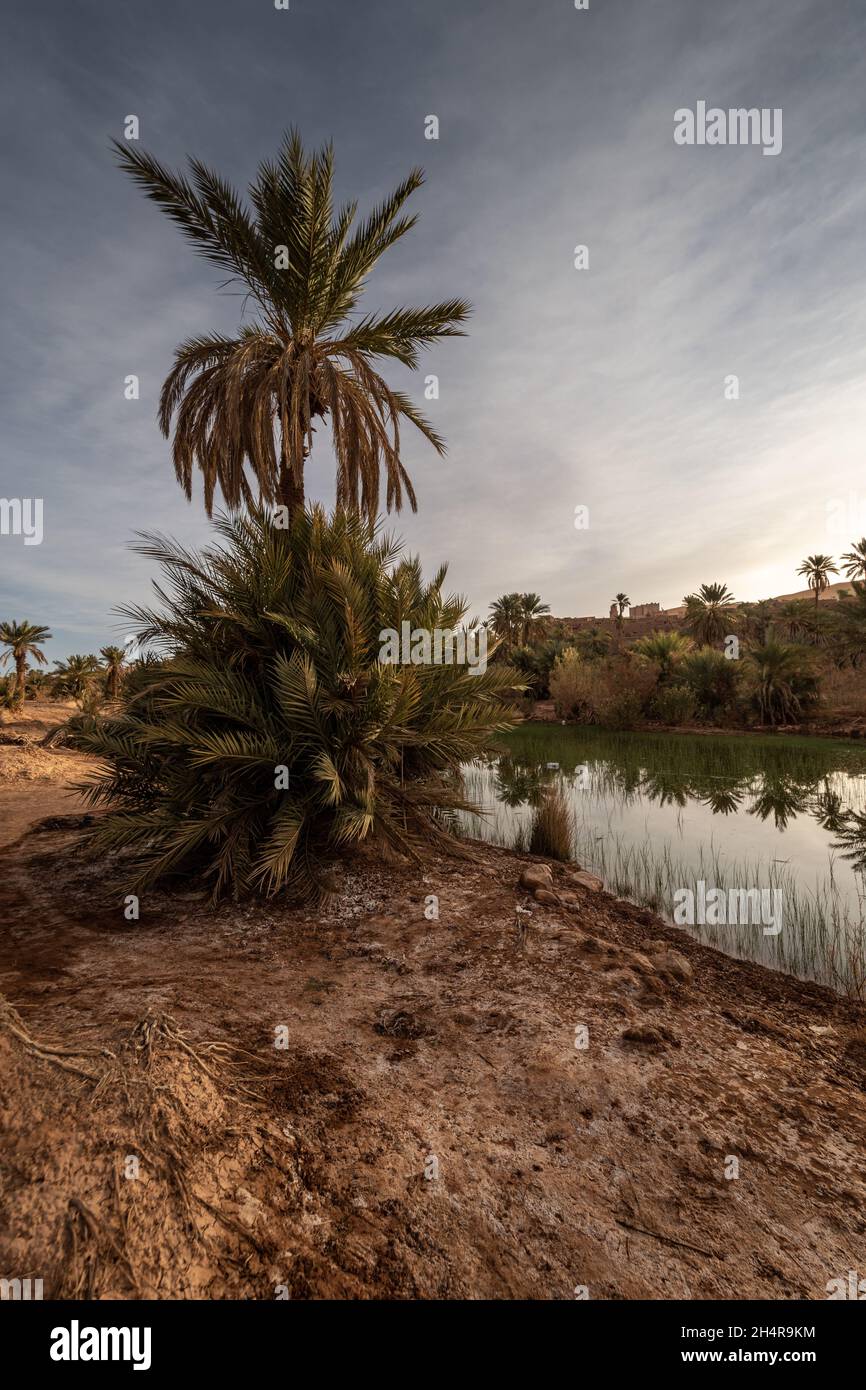 Beautiful Oasis of Taghit, Sahara with palms and water Stock Photo
