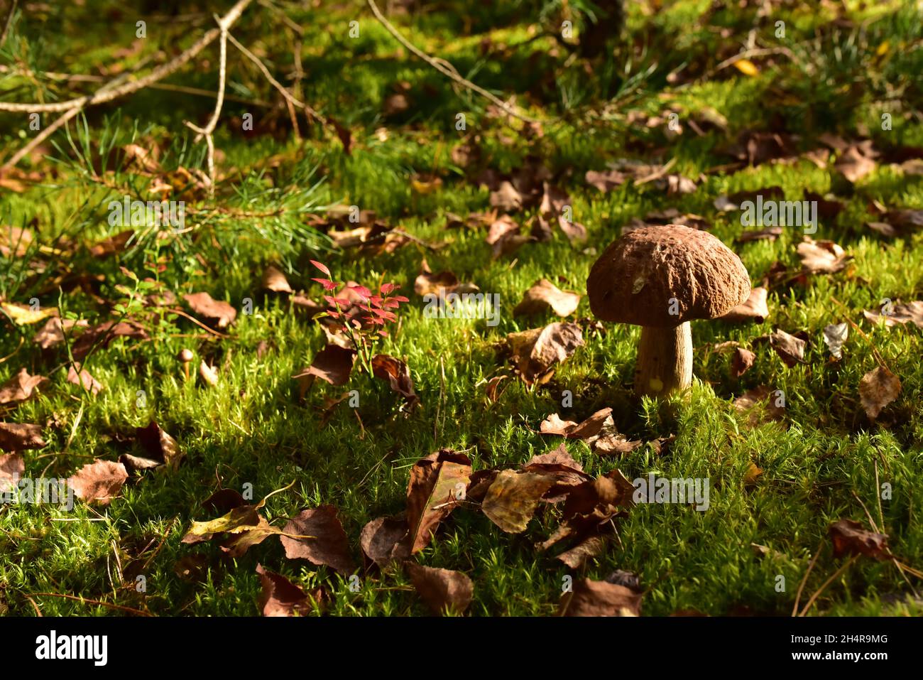 King Pine Bolete in moss at forest. White Mushroom Fungal Mycelium in
