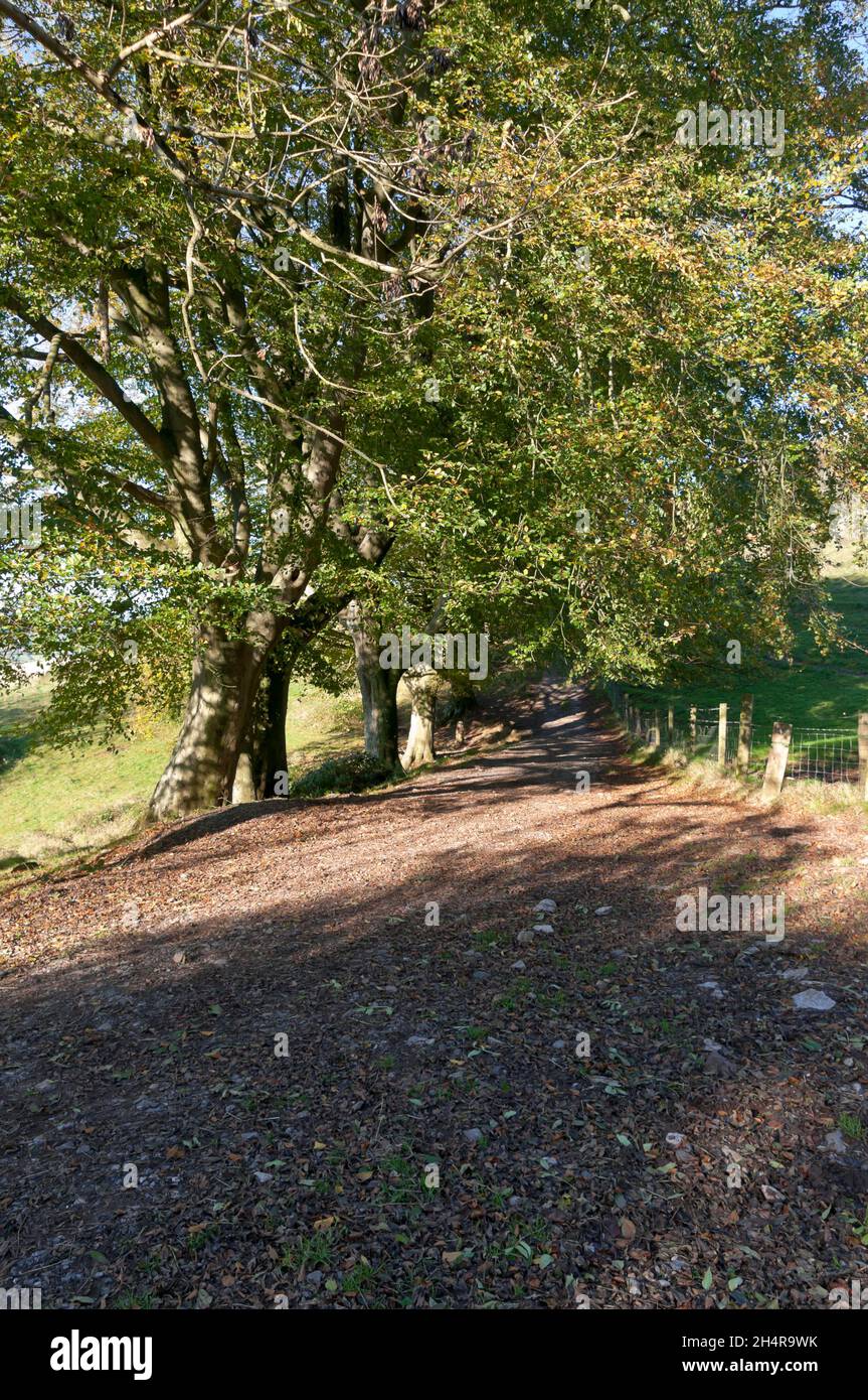 Autumn landscape, Draycott Sleights, Near Cheddar, Somerset, England