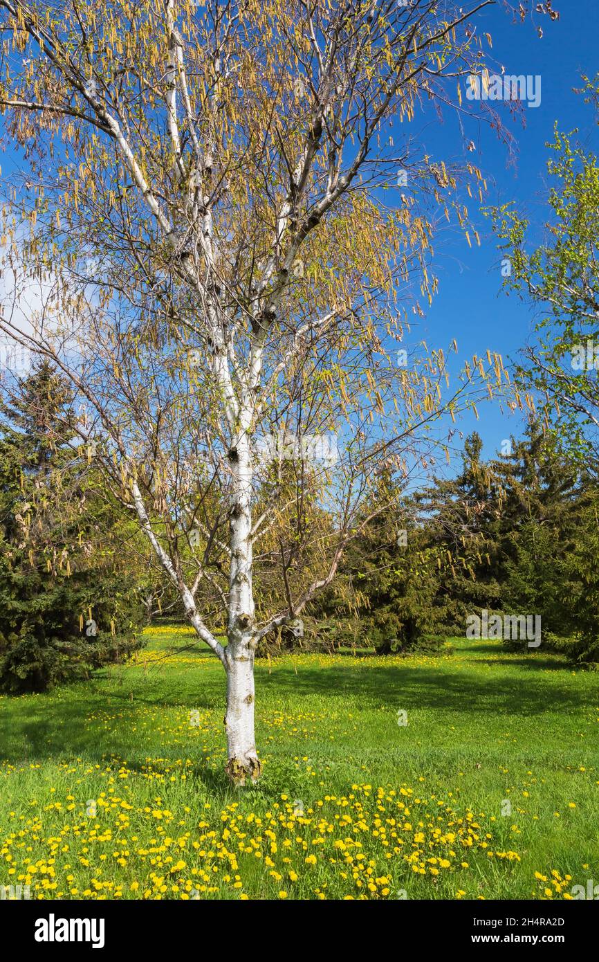 Betula papyrifera - Paper Birch tree with yellow male catkins in spring Stock Photo