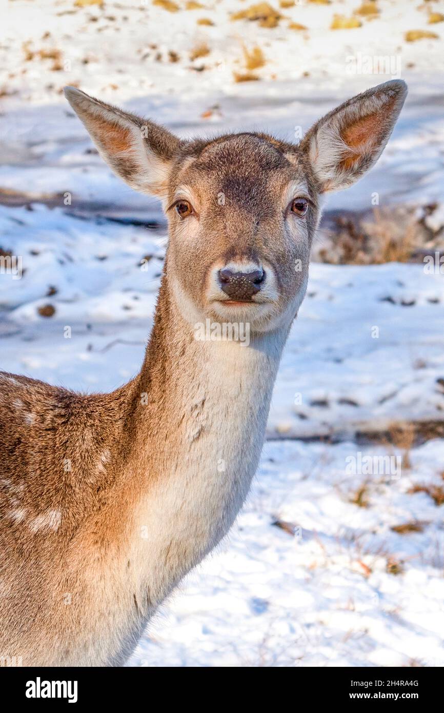 Fallow deer closeup photo looking at the camera Stock Photo