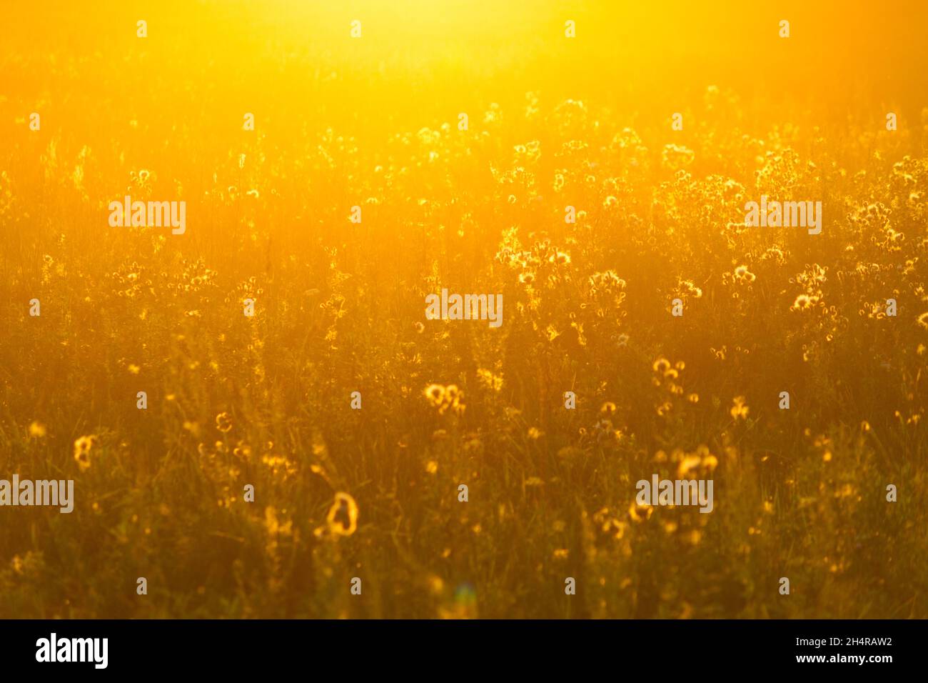 Plants in the meadow. Beautiful warm sunlight Stock Photo - Alamy