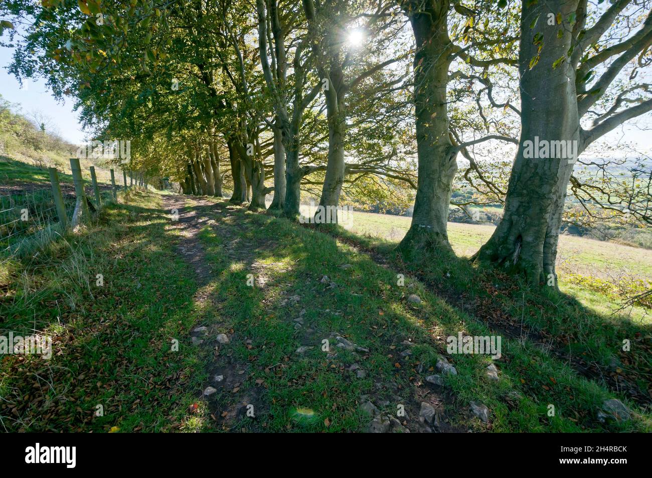Autumn landscape, Draycott Sleights, Near Cheddar, Somerset, England