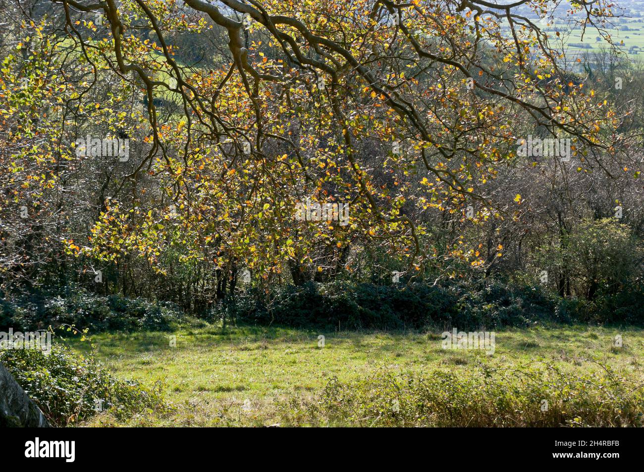 Autumn landscape, Draycott Sleights, Near Cheddar, Somerset, England