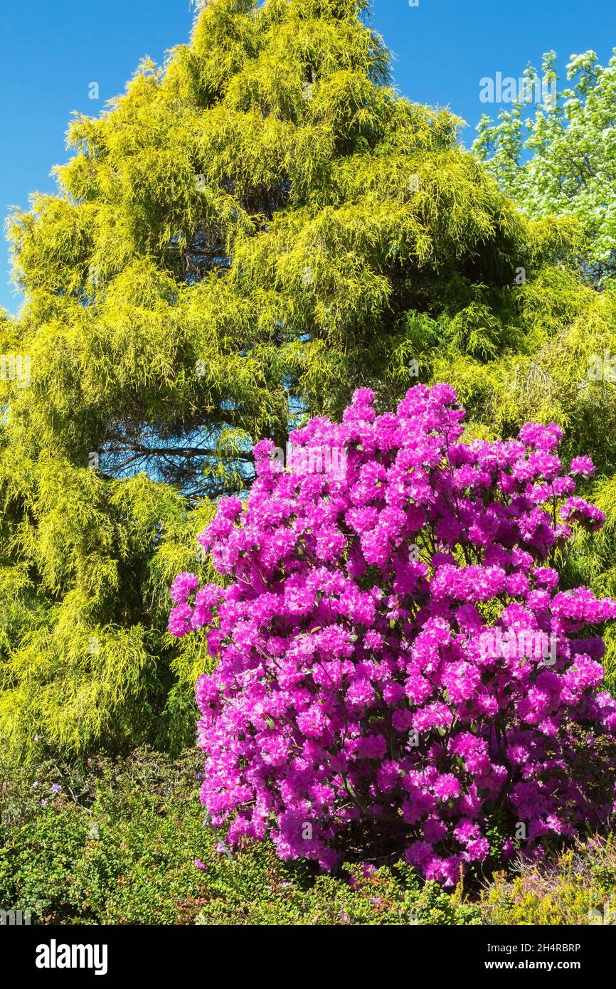 Rhododendron 'PJM Elite' - Azalea shrub with lavender blossoms and Chamaecyparis pisifera 'Lemon Thread' - Sawara False Cypress tree in border spring Stock Photo