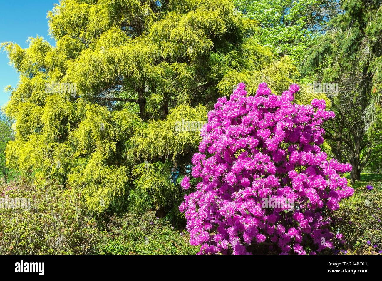 Rhododendron 'PJM Elite' - Azalea shrub with lavender blossoms, Chamaecyparis pisifera 'Lemon Thread' - Sawara False Cypress tree in border in spring Stock Photo