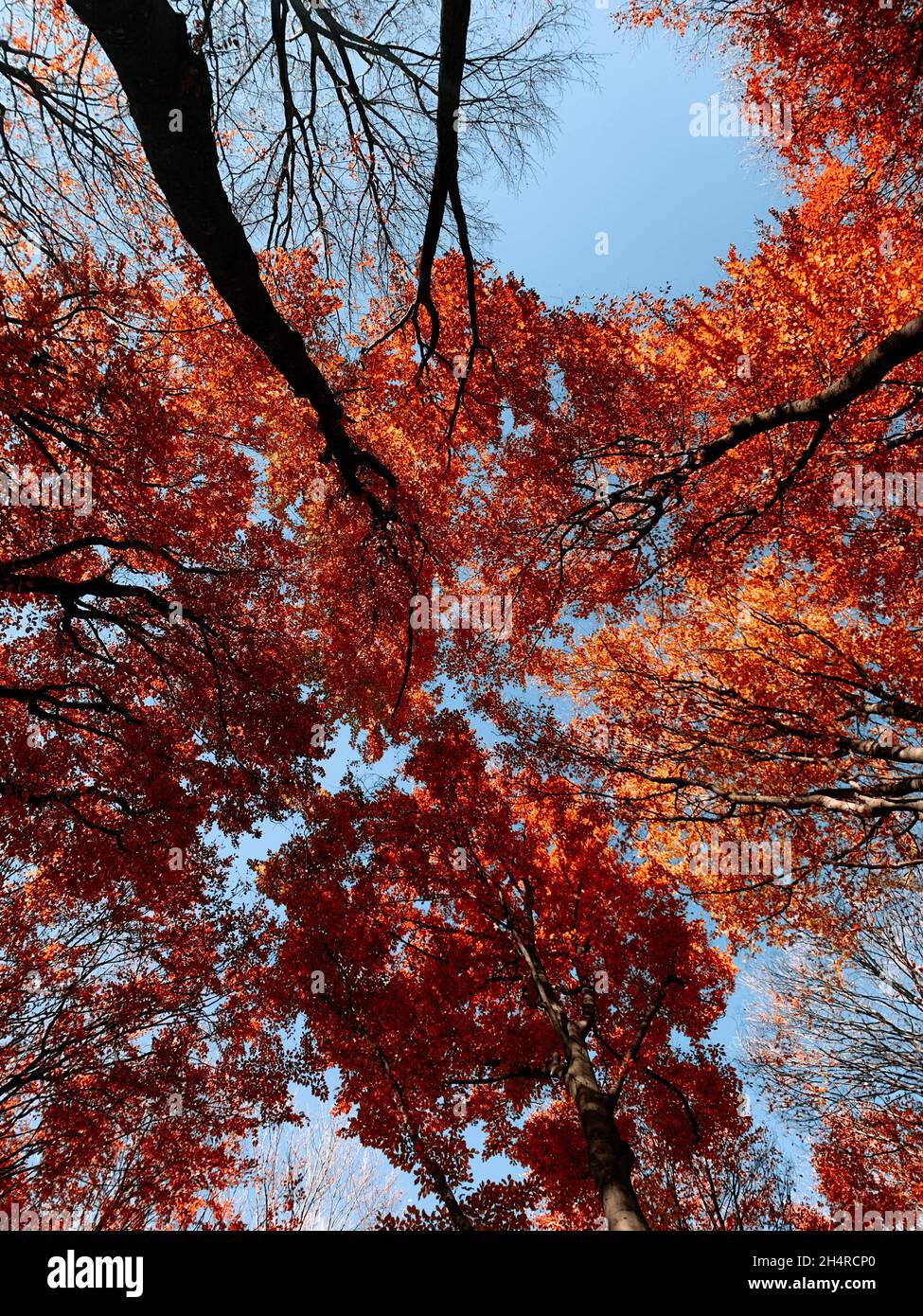 Beautiful scene of autumn landscape and colorful trees from Piatra Neamt, Romania Stock Photo