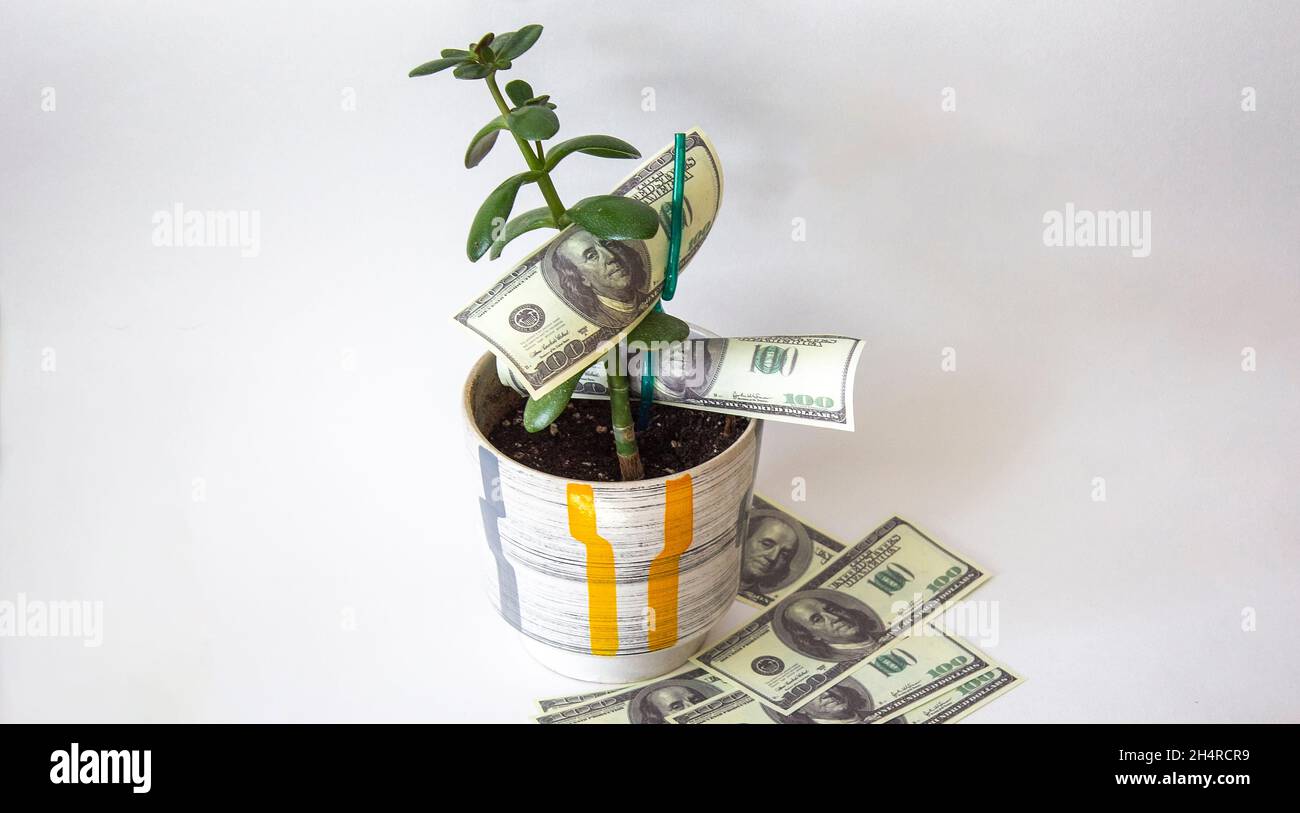 Decorative tree in pot with money isolated on white Stock Photo