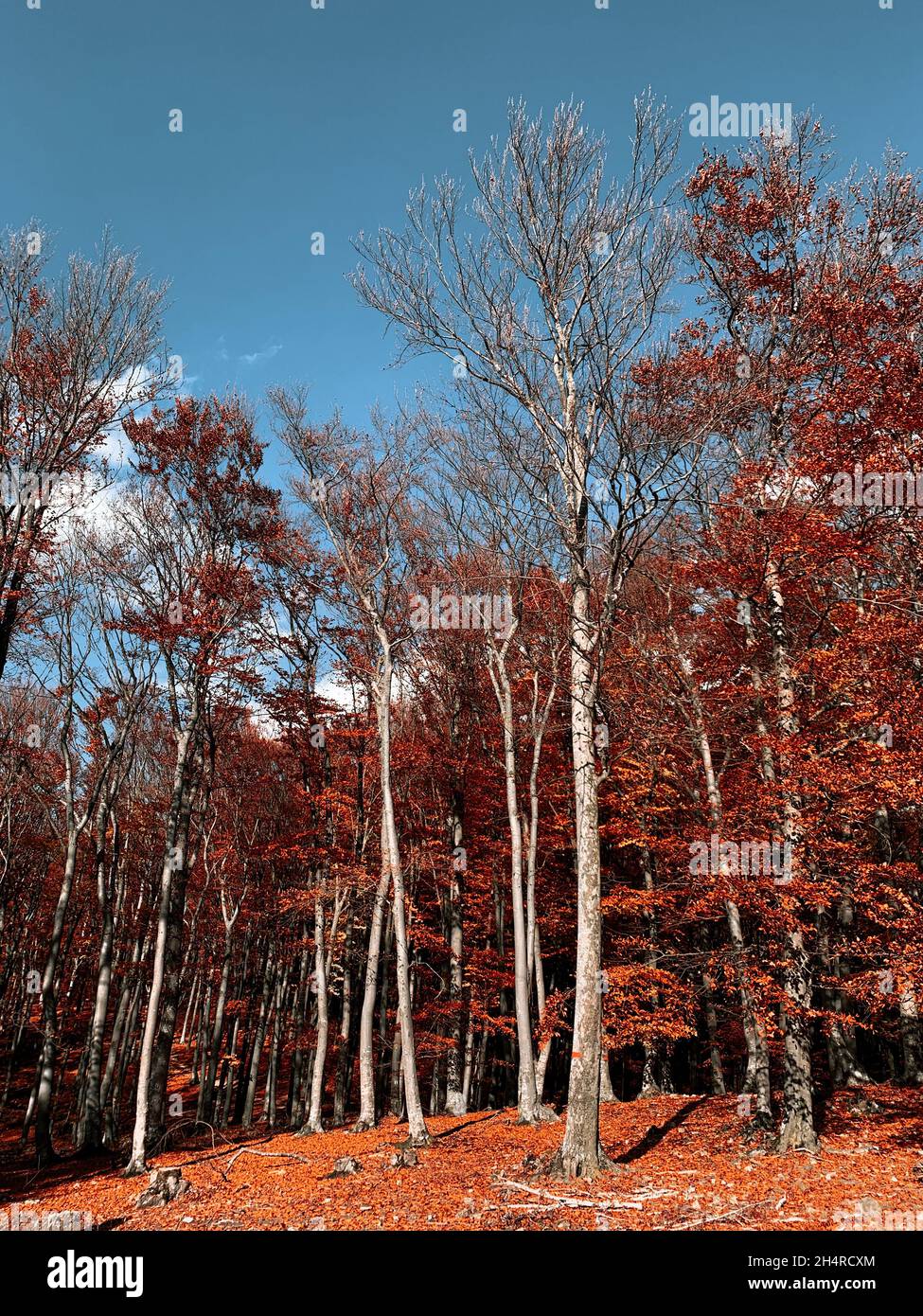 Beautiful scene of autumn landscape and colorful trees from Piatra Neamt, Romania Stock Photo