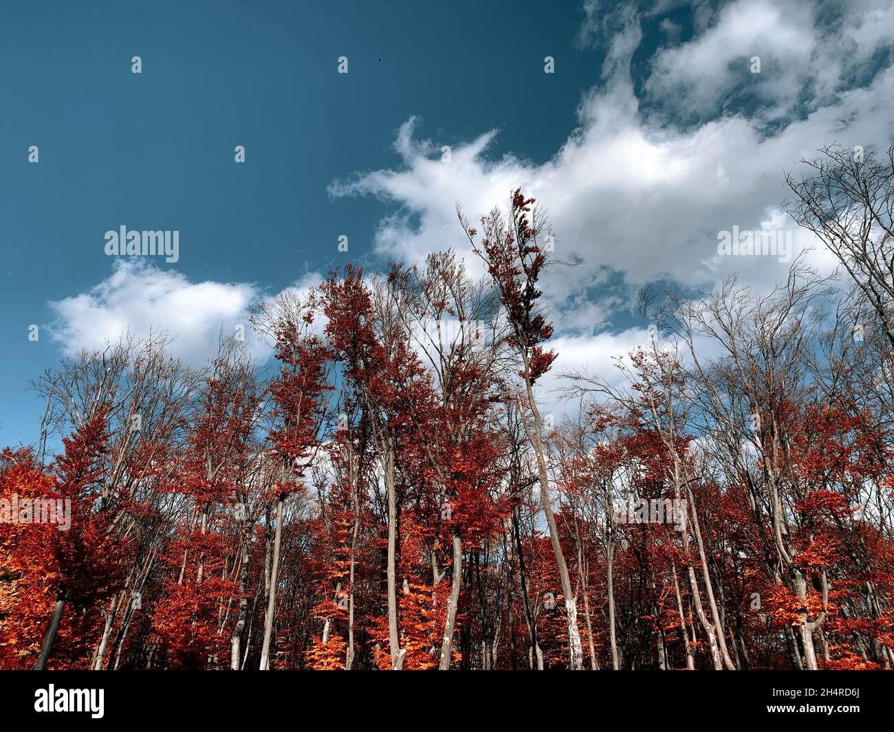 Beautiful scene of autumn landscape and colorful trees from Piatra Neamt, Romania Stock Photo