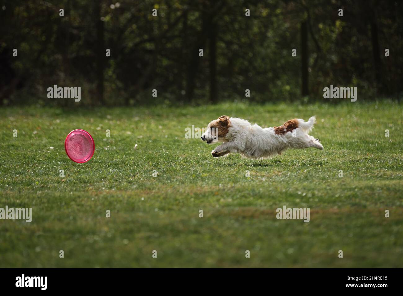 Dog rolling in grass hi res stock photography and images Page 3