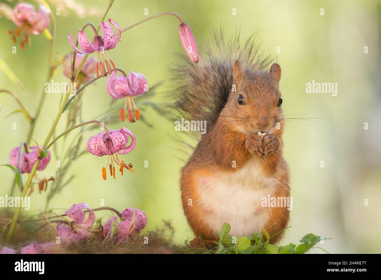 close up of red squirrel with flowers Stock Photo