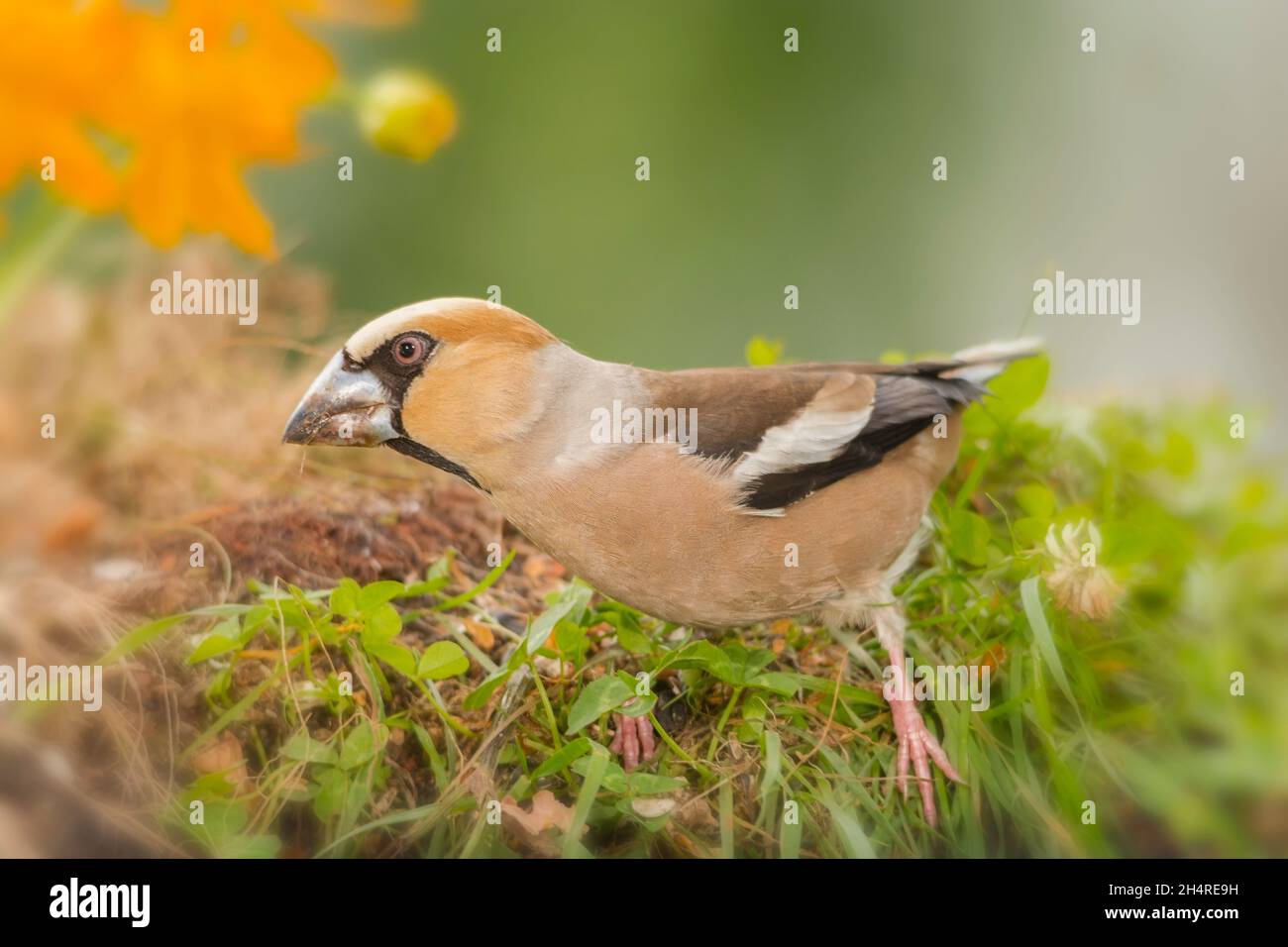 hawfinch between grass and flowers Stock Photo