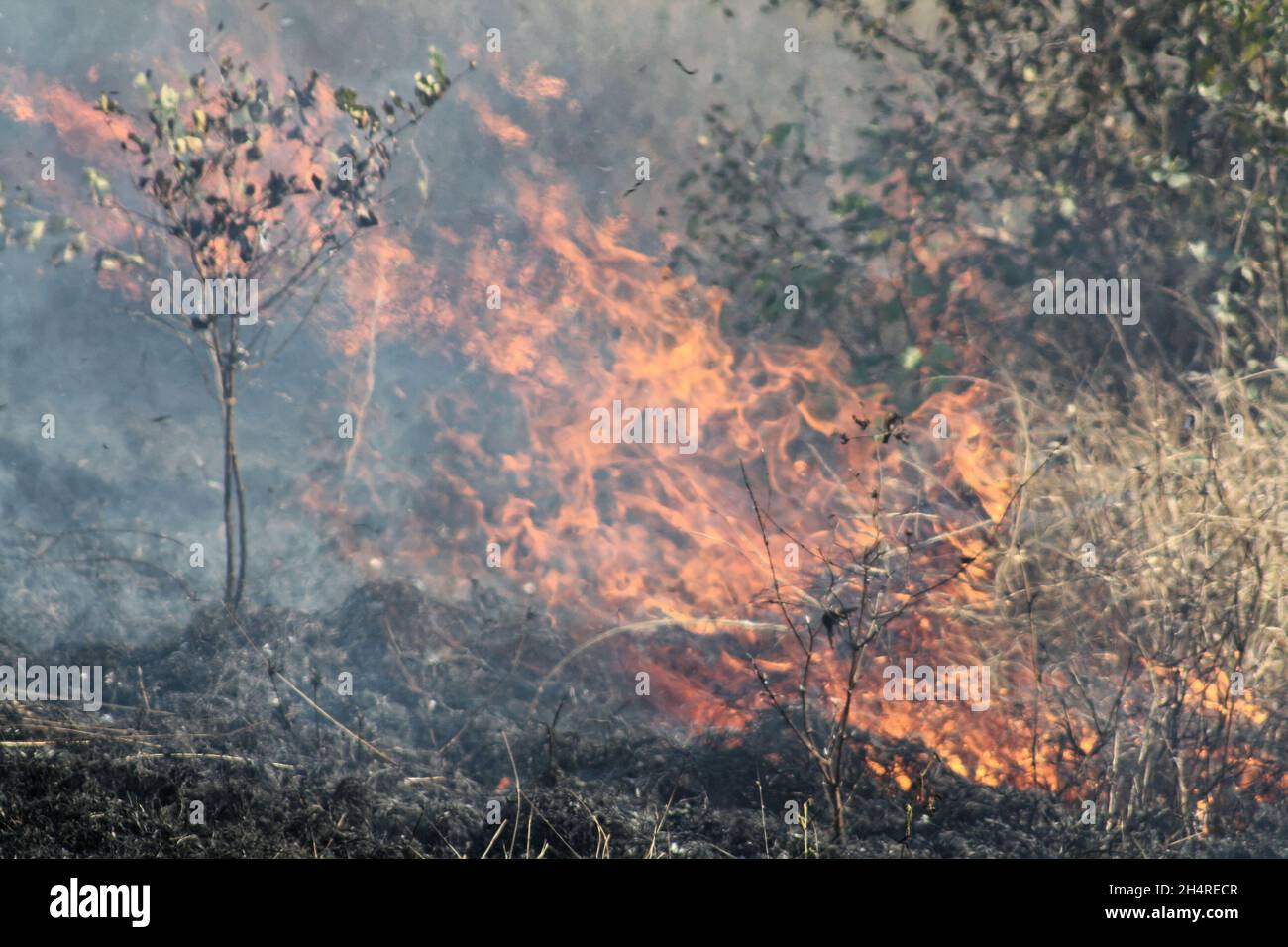 Big bush fire hi-res stock photography and images - Alamy