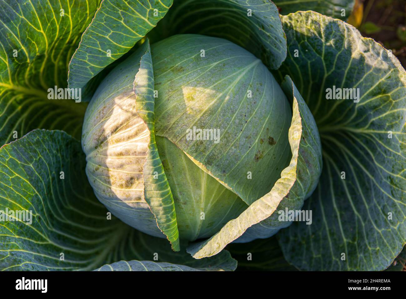 high angle view of white cabbage plant on the field Stock Photo