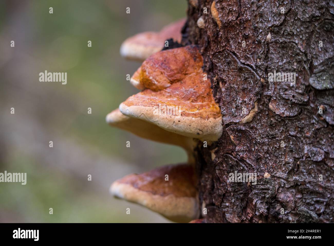 close-up of tree fungus growing on the bark of an old tree Stock Photo
