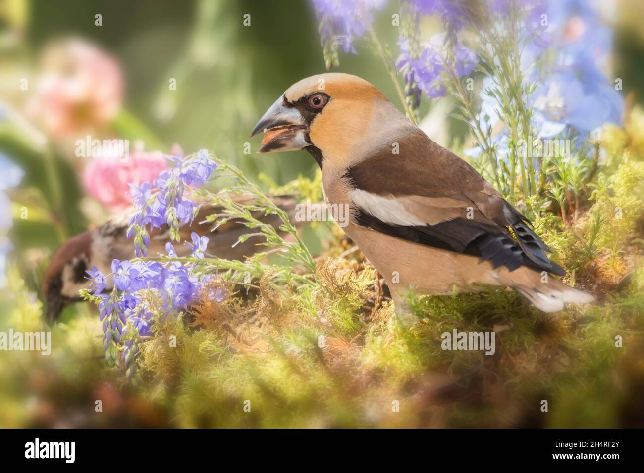 Hawfinch is standing between flowers Stock Photo