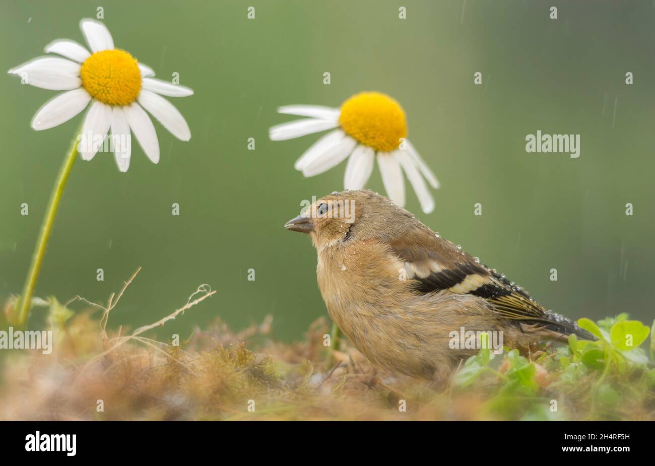 young bullfinch standing between flowers  while raining Stock Photo