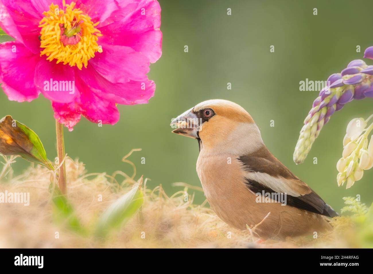 Hawfinch  is standing between flowers Stock Photo