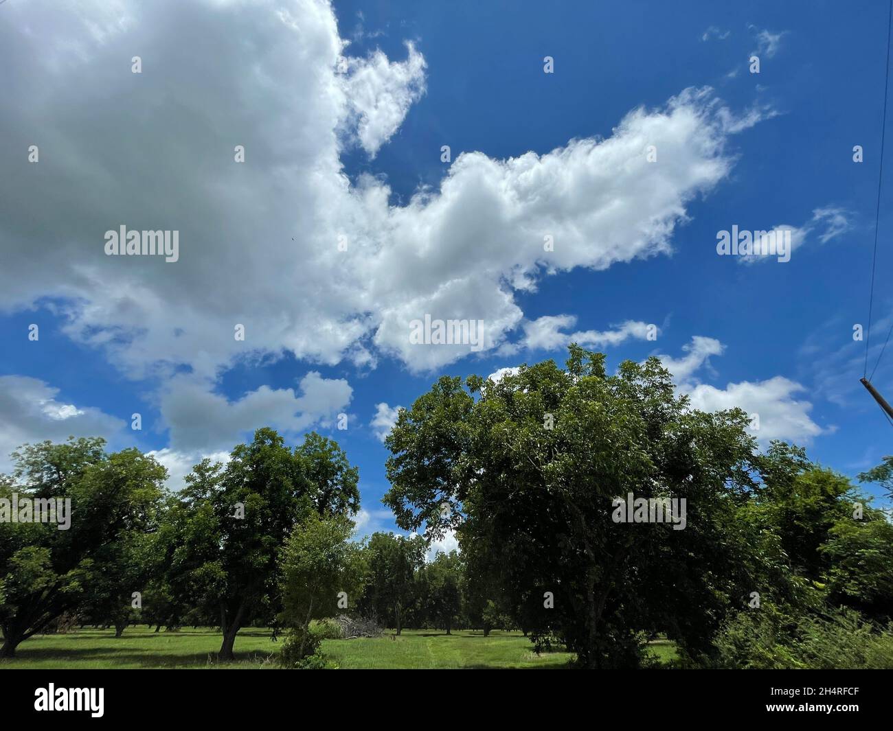 Pecan tree farm in rural puffy clouds Stock Photo Alamy