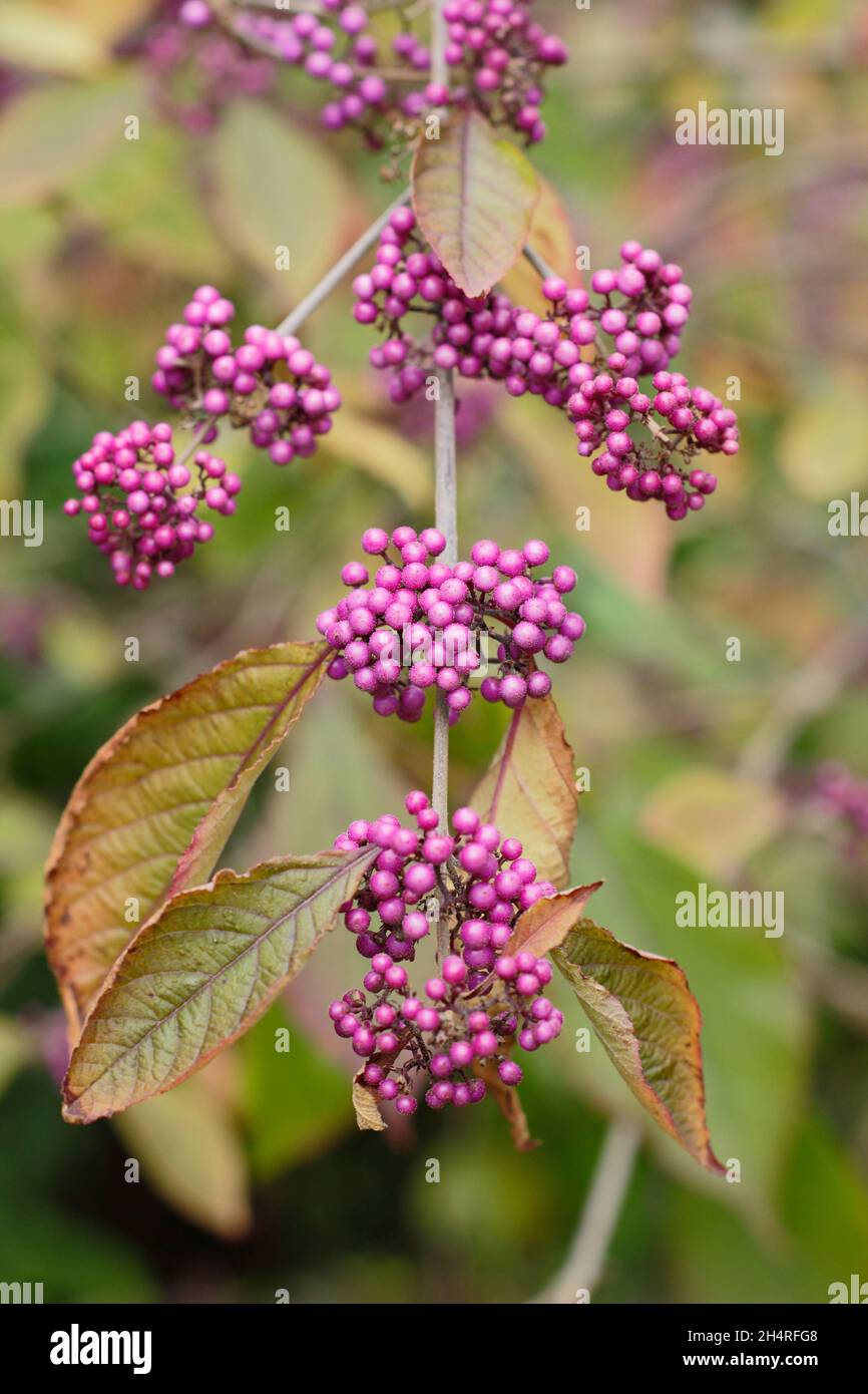 Callicarpa bodinieri var. giraldii ‘Profusion’ beautyberry berries and leaves displaying autumn tints. UK Stock Photo