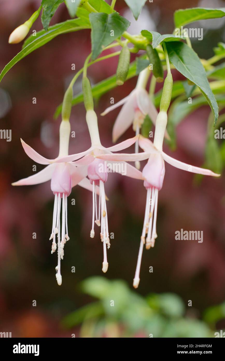 Fuchsia magellanica var. molinae 'Alba' - White maiden's blush fuchsia hardy fuchsia flowers. UK Stock Photo