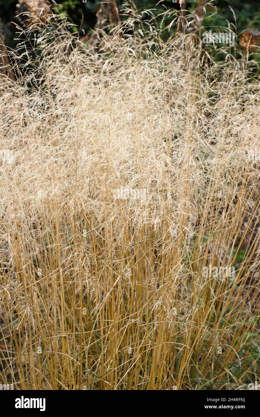 Deschampsia cespitosa Golden Veil. Tufted hair grass 'Goldschleier' in autumn. UK Stock Photo