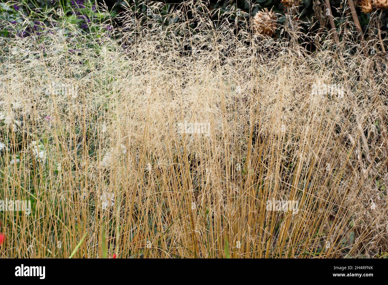 Deschampsia cespitosa Golden Veil. Tufted hair grass 'Goldschleier' in autumn. UK Stock Photo