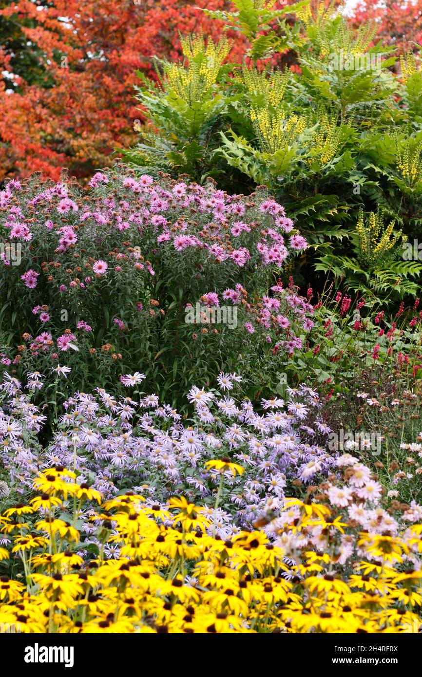 Asters and rudbeckias in an autumn garden. Front to back: Rudbeckia 'Goldsturm', Aster 'Monch', Aster 'Harington's Pink', Mahonia 'Winter sun'. UK Stock Photo