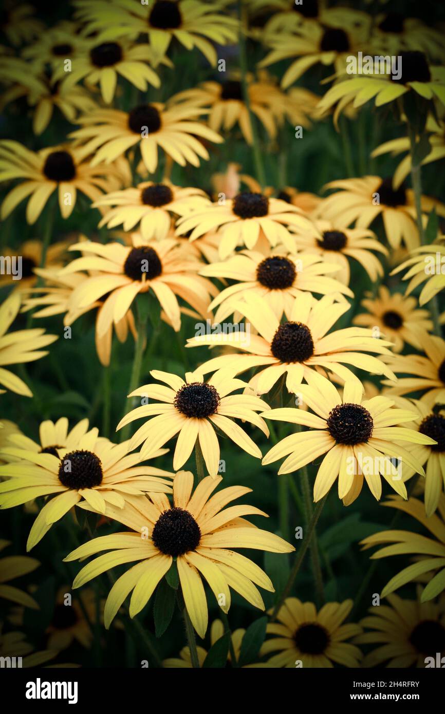 Black eyed Susan flowers on a dark background with vignette applied. Stock Photo