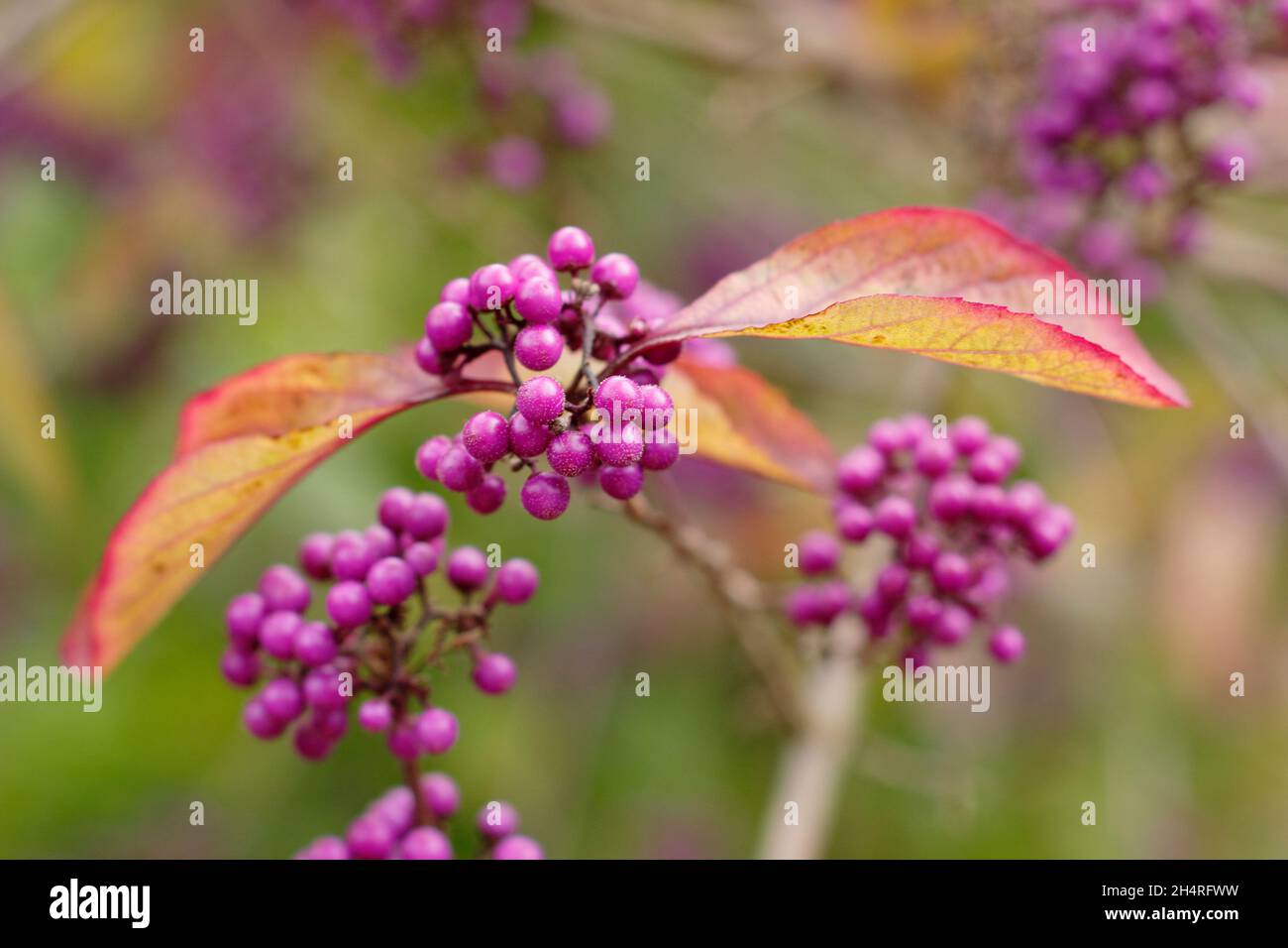 Callicarpa bodinieri var. giraldii ‘Profusion’ beautyberry berries and leaves displaying autumn tints. UK Stock Photo
