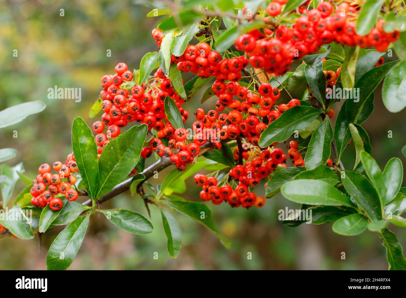 Pyracantha 'Saphyr Rouge' firethorn displaying characteristic orange red berries in autumn. UK Stock Photo