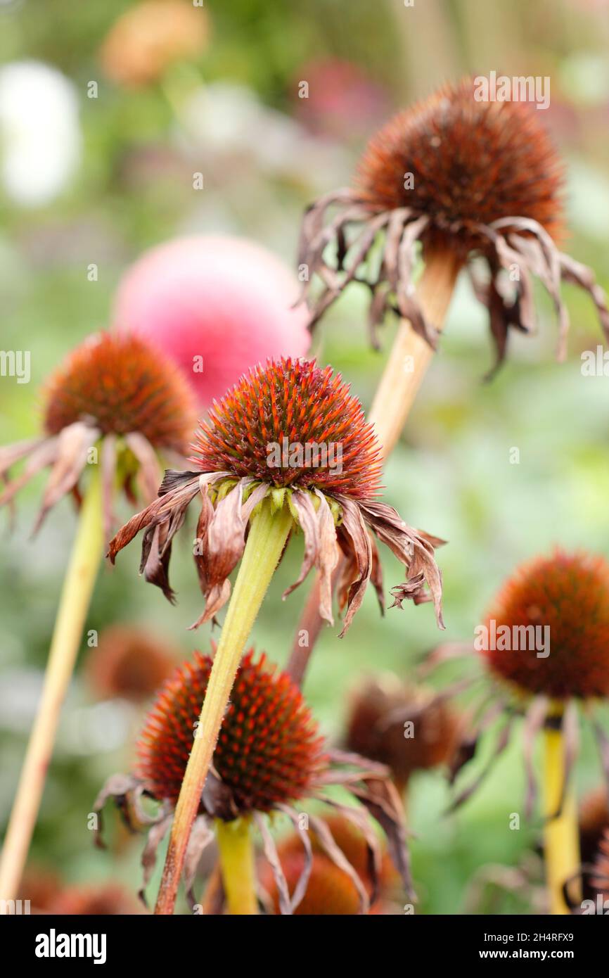 Echinacea seed hi-res stock photography and images - Alamy