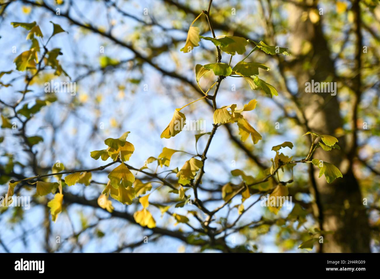 Gingko Tree in the orchard at Highdown Chalk Gardens Worthing West Sussex Stock Photo