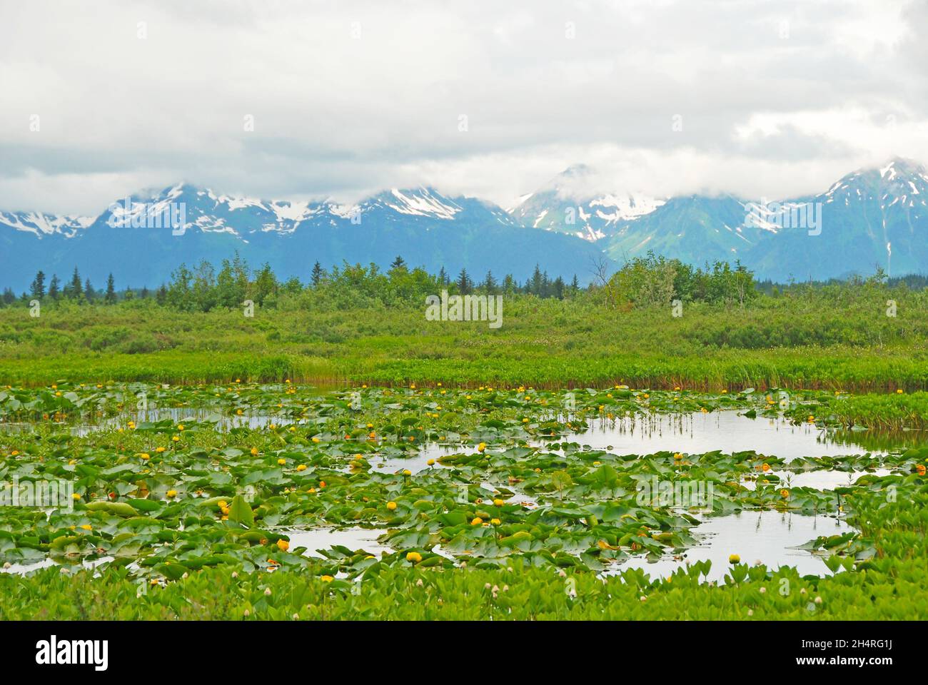 Lilies in a wetland in the Copper River Valley in Alaska Stock Photo