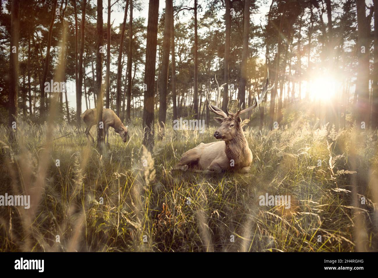 Stag lying in a forest at sunset Stock Photo