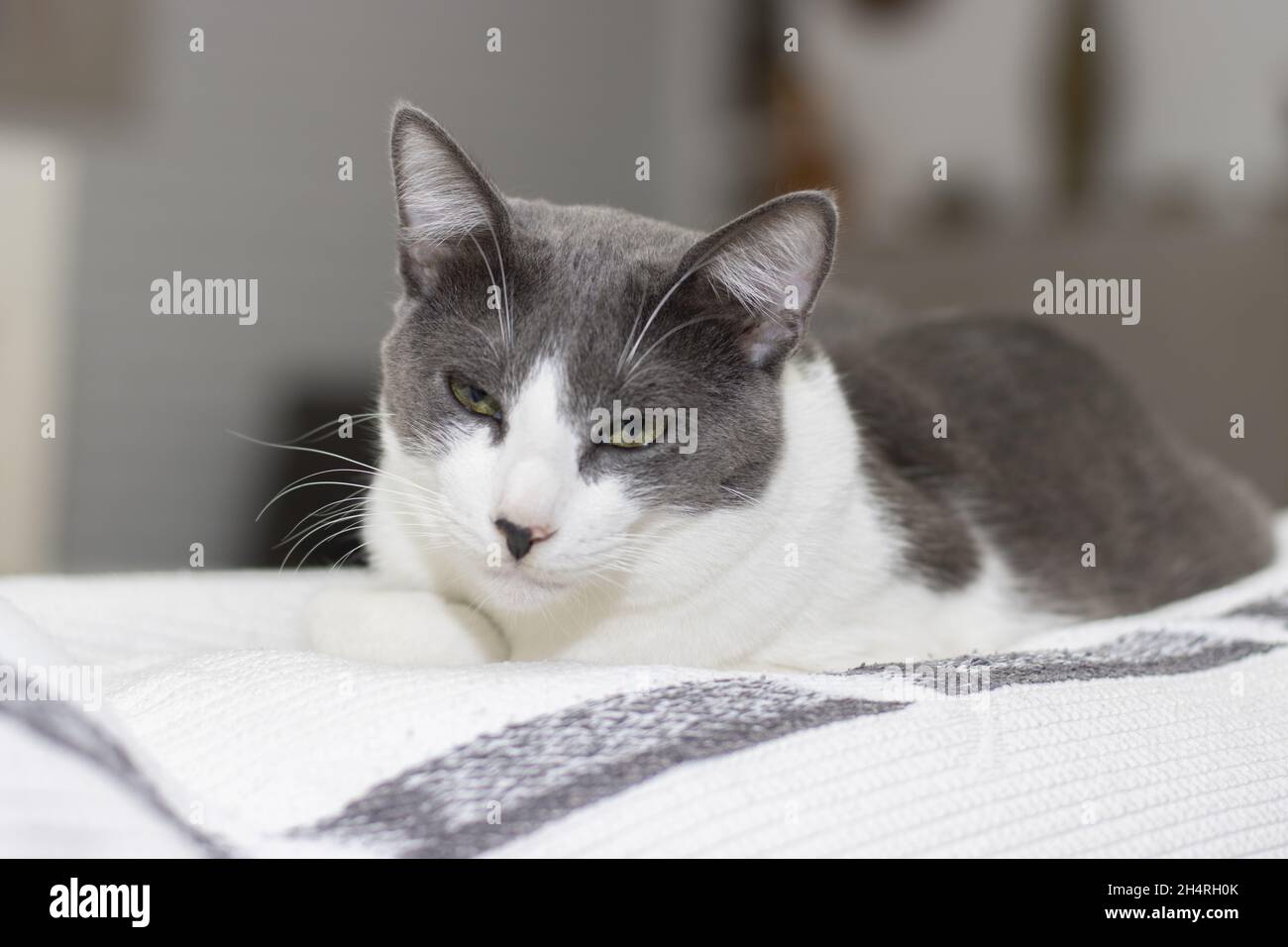 Cute gray and white cat falling asleep on top of a sofa Stock Photo - Alamy