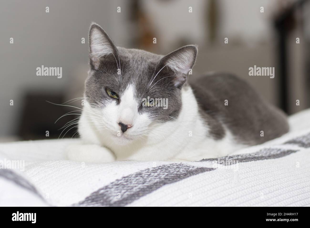 Cute gray and white cat falling asleep on top of a sofa Stock Photo - Alamy