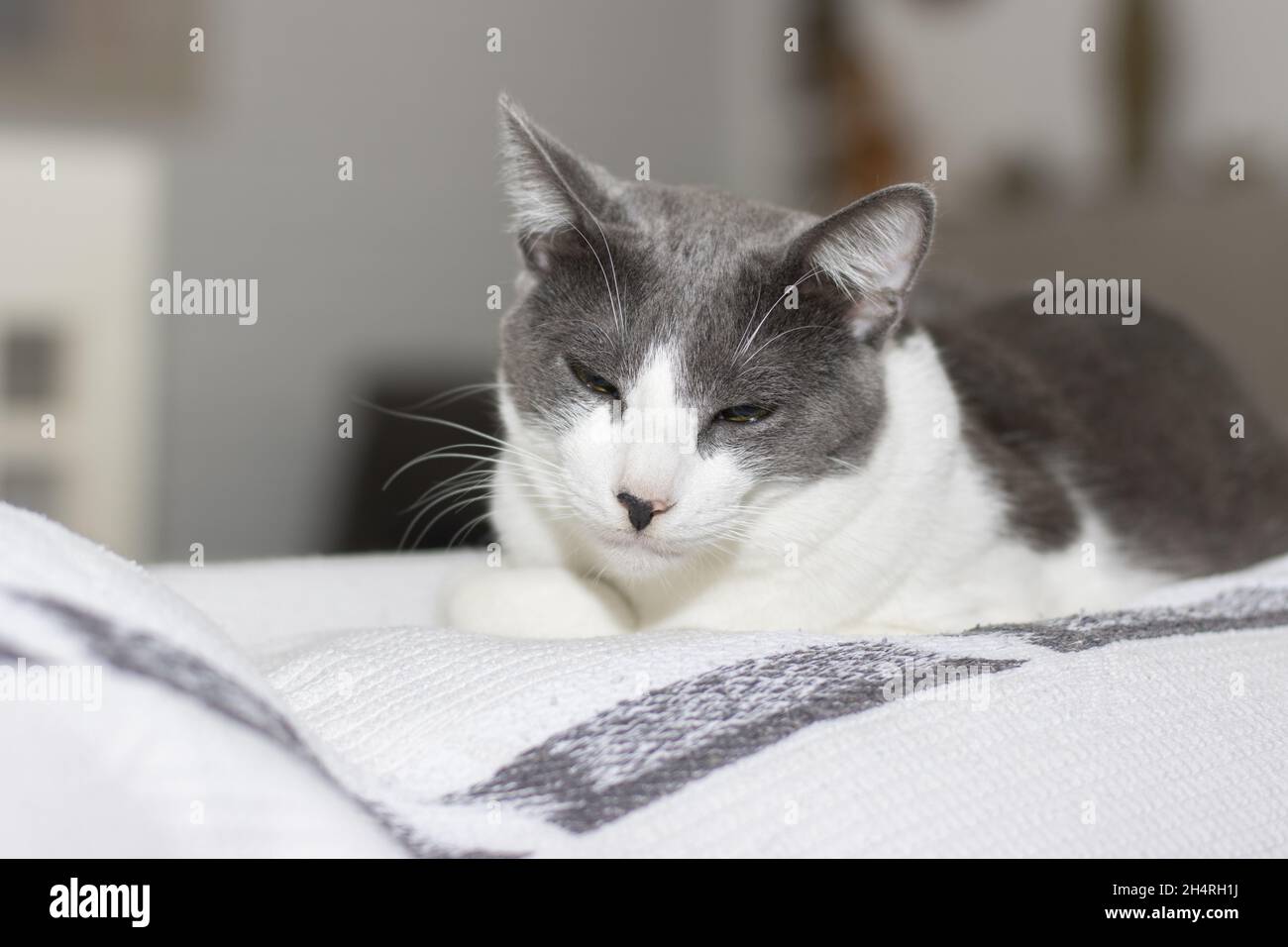 Cute gray and white cat falling asleep on top of a sofa Stock Photo - Alamy