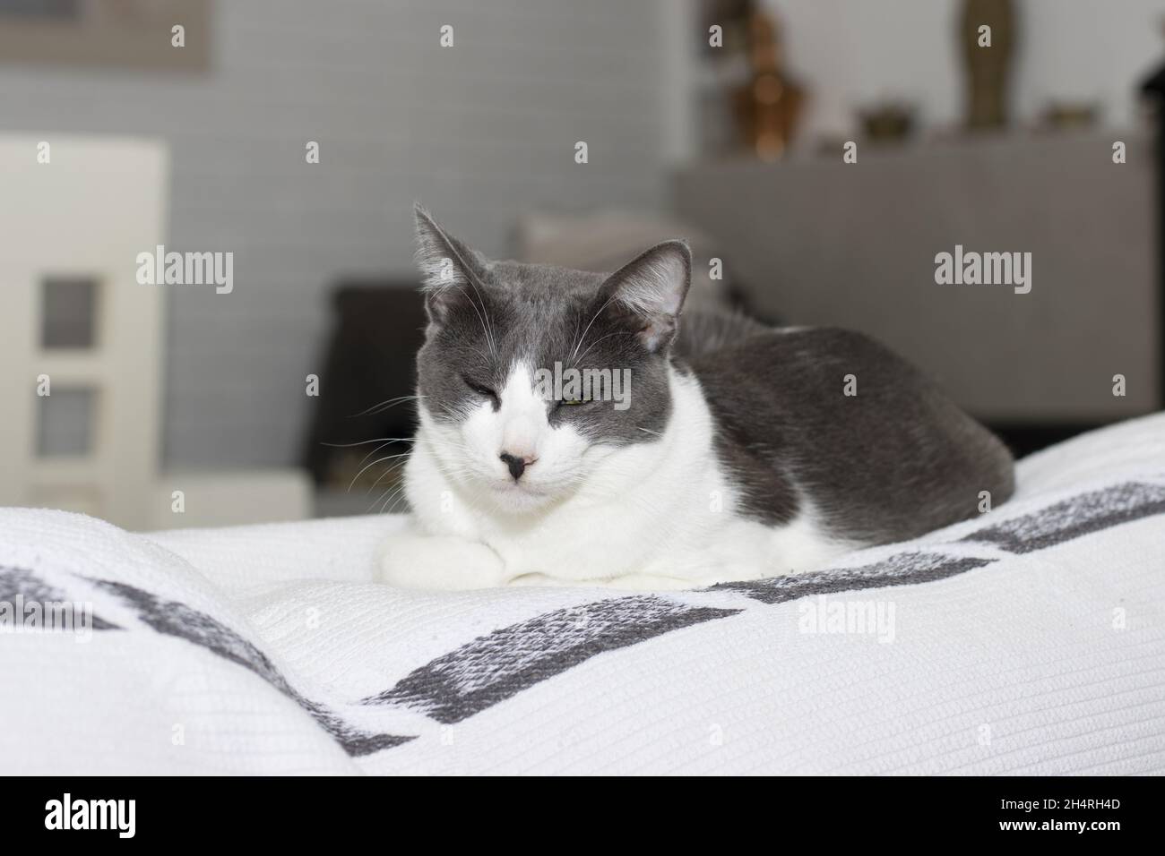 Cute gray and white cat falling asleep on top of a sofa Stock Photo - Alamy