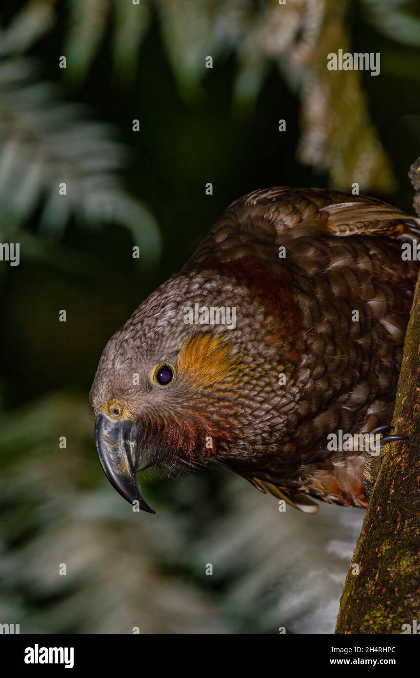 Kaka New Zealand Parrot Stock Photo