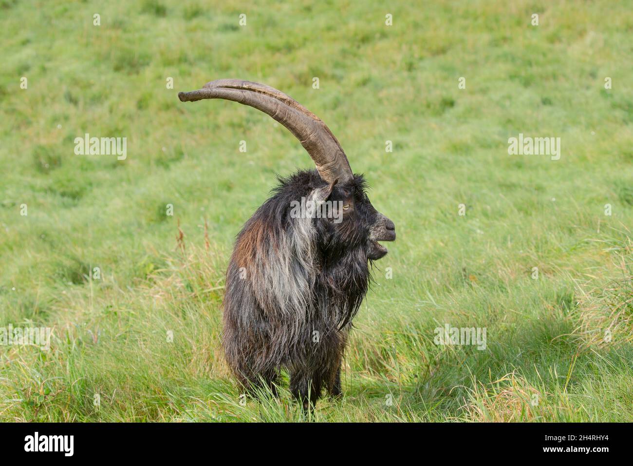 A large wild male Welsh mountain goat with horns standing isolated in a