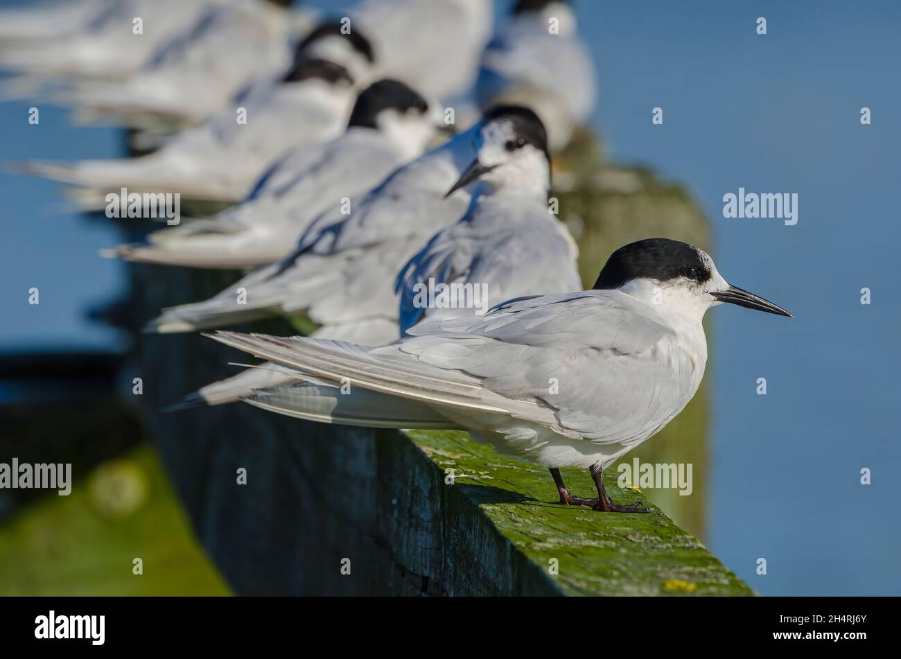 white fronted tern, Tasmania Stock Photo
