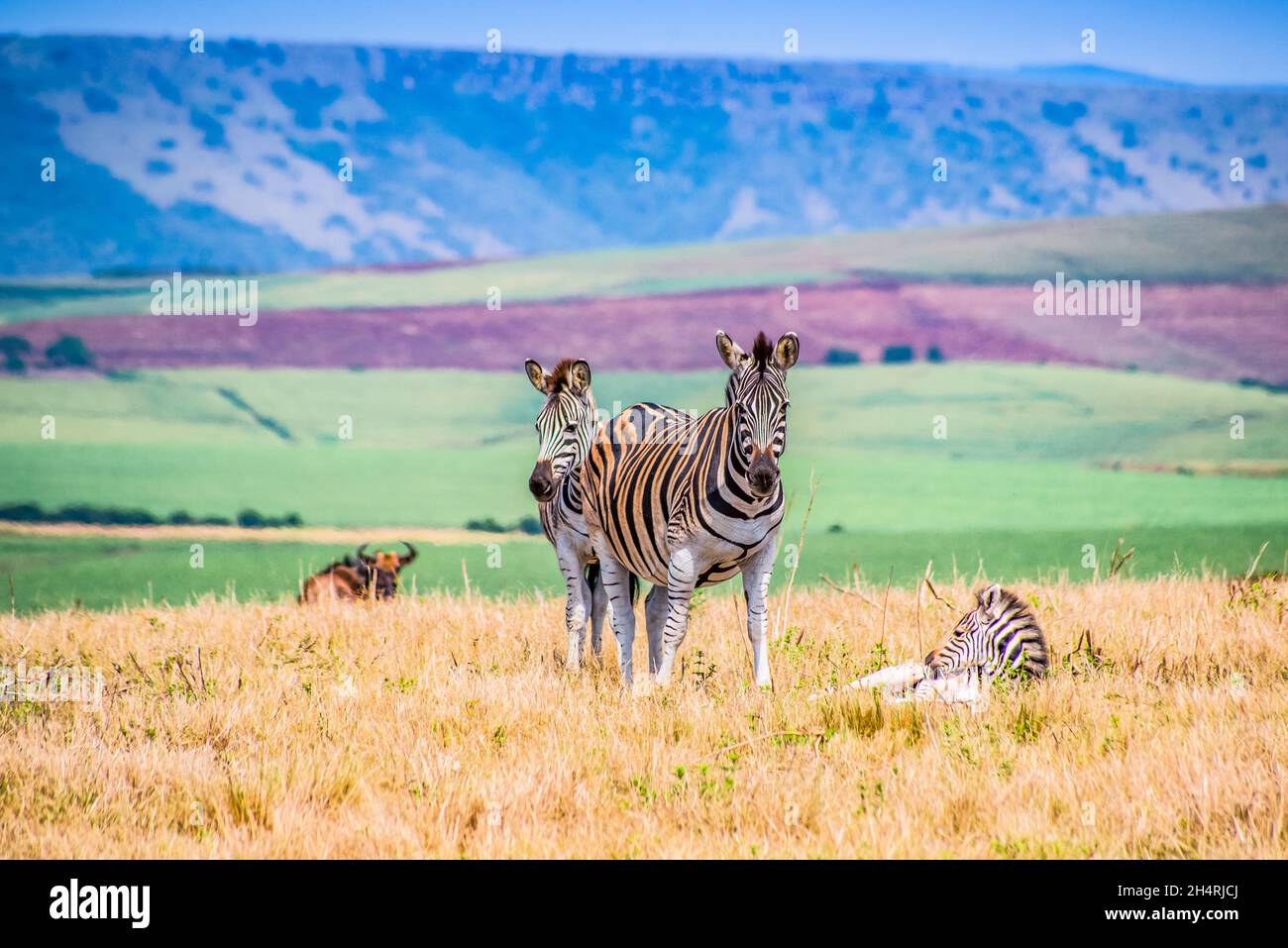 Zebras in South Africa Stock Photo Alamy