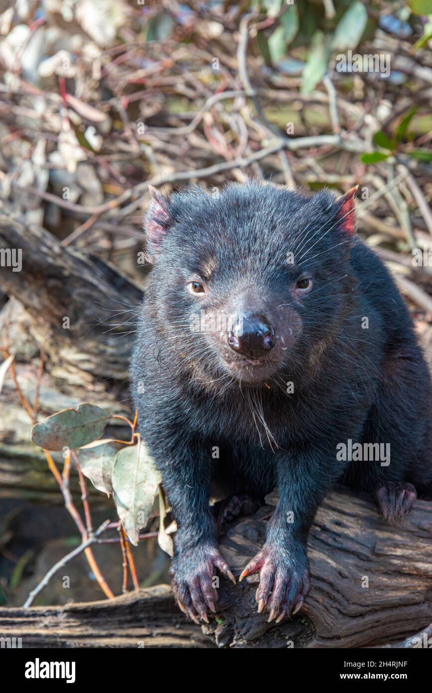 Tasmanian devil, Cradle Mountain, Tasmania, Australia Stock Photo - Alamy